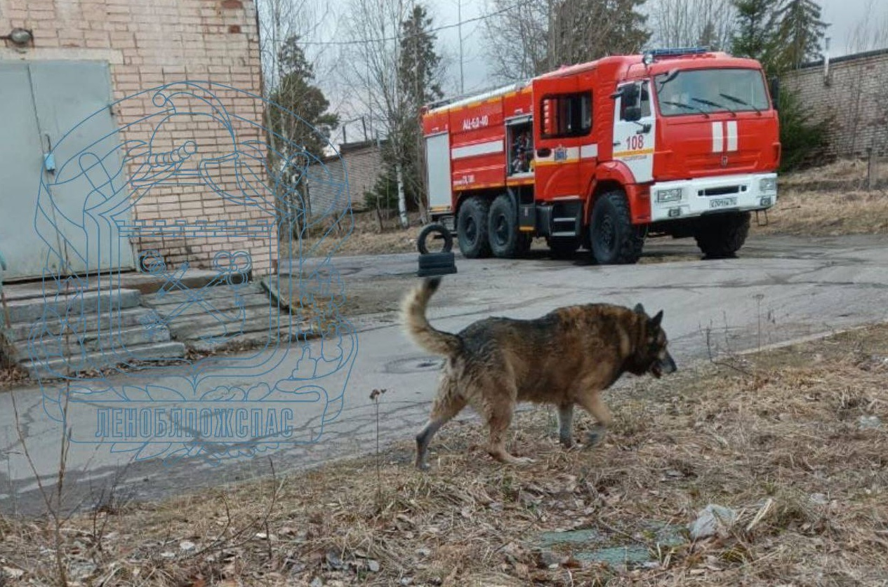 Пожарные спасли провалившегося в люк пса в Светогорске | Вечёрка