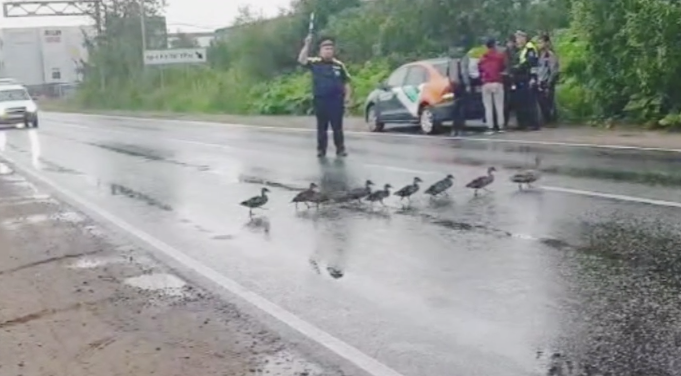 Автоинспектор в Буграх временно перекрыл движение автомобилей, чтобы  пропустить уток | Вечёрка