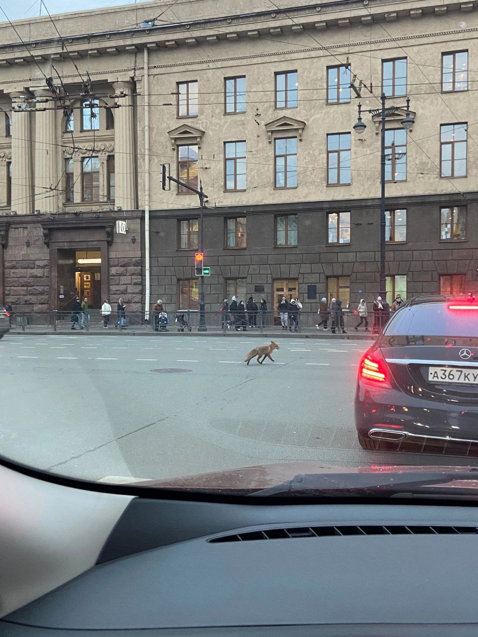 Утром рыжая лиса бегала по проезжей части около метро «Технологический  институт» | Вечёрка