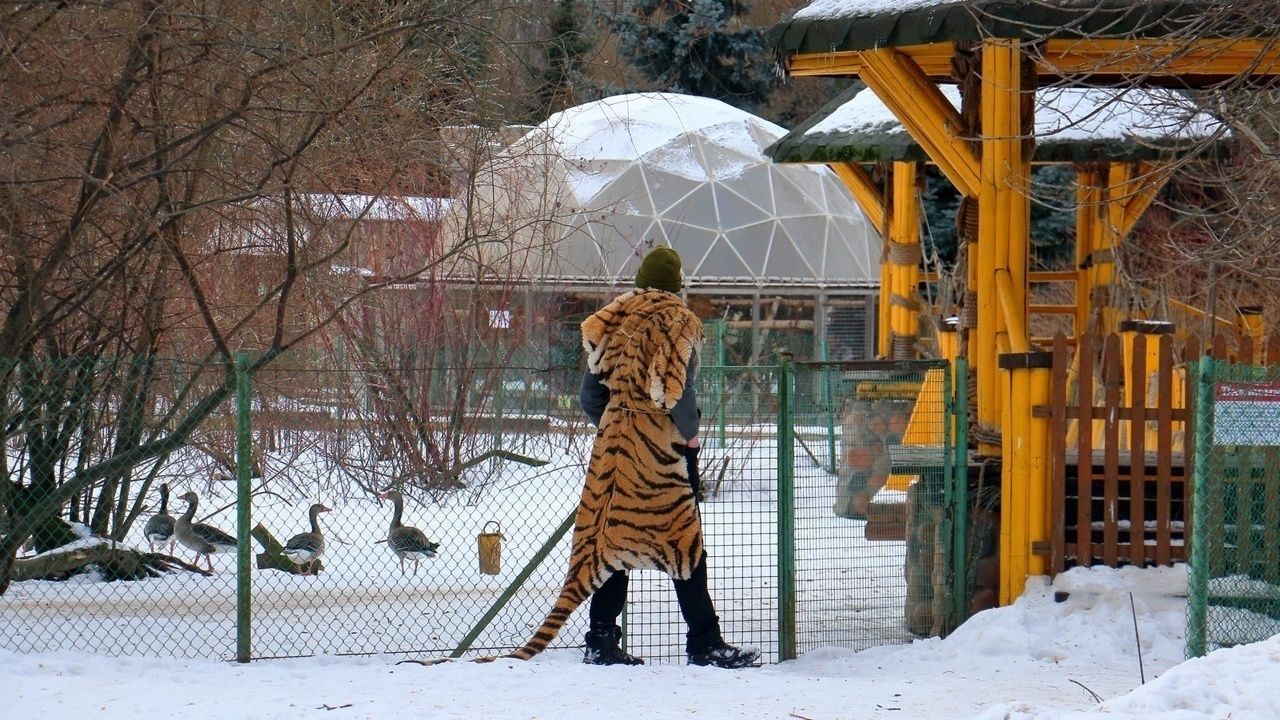 В Ленинградском зоопарке ловили мужчину в костюме тигра | Вечёрка