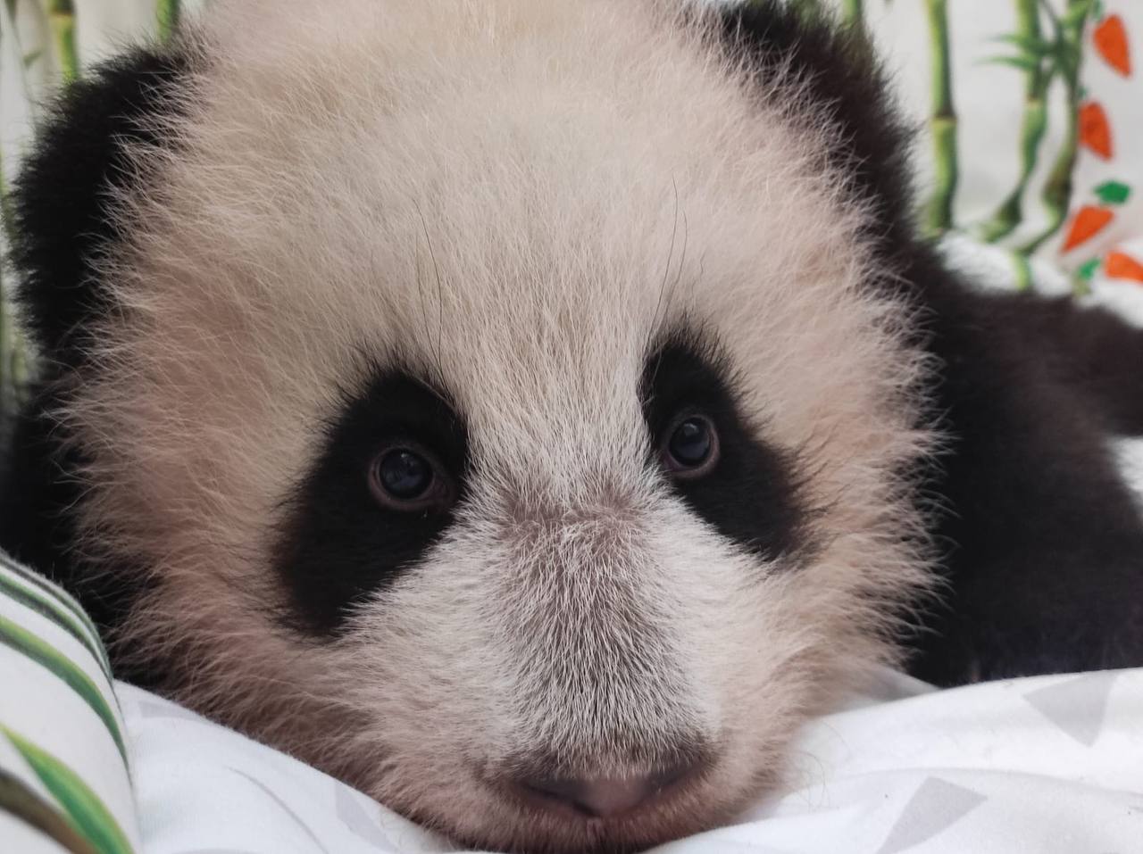 В Московском зоопарке выбирают имя для малышки-панды | Вечёрка