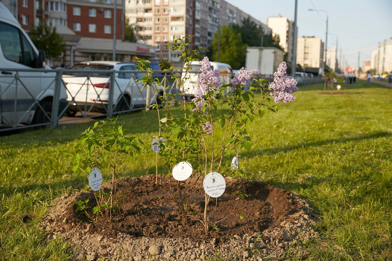 В парке Малиновка высадили 60 кустов сирени в честь педагогов, погибших в  Мариуполе | Вечёрка