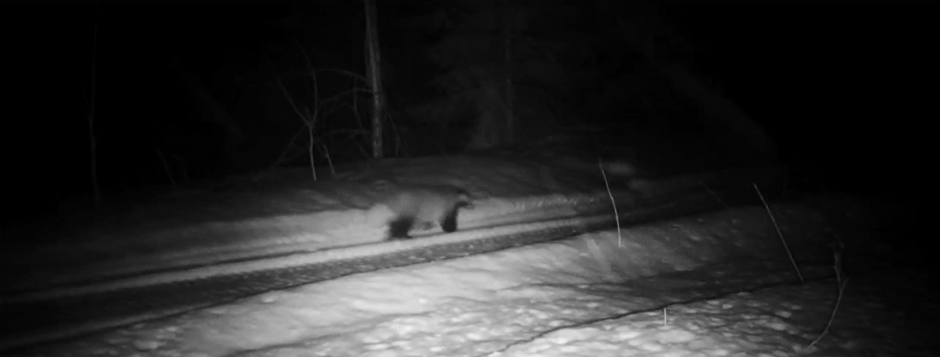 В Нижне-Свирском заповеднике сняли на видео рано проснувшихся барсуков |  Вечёрка