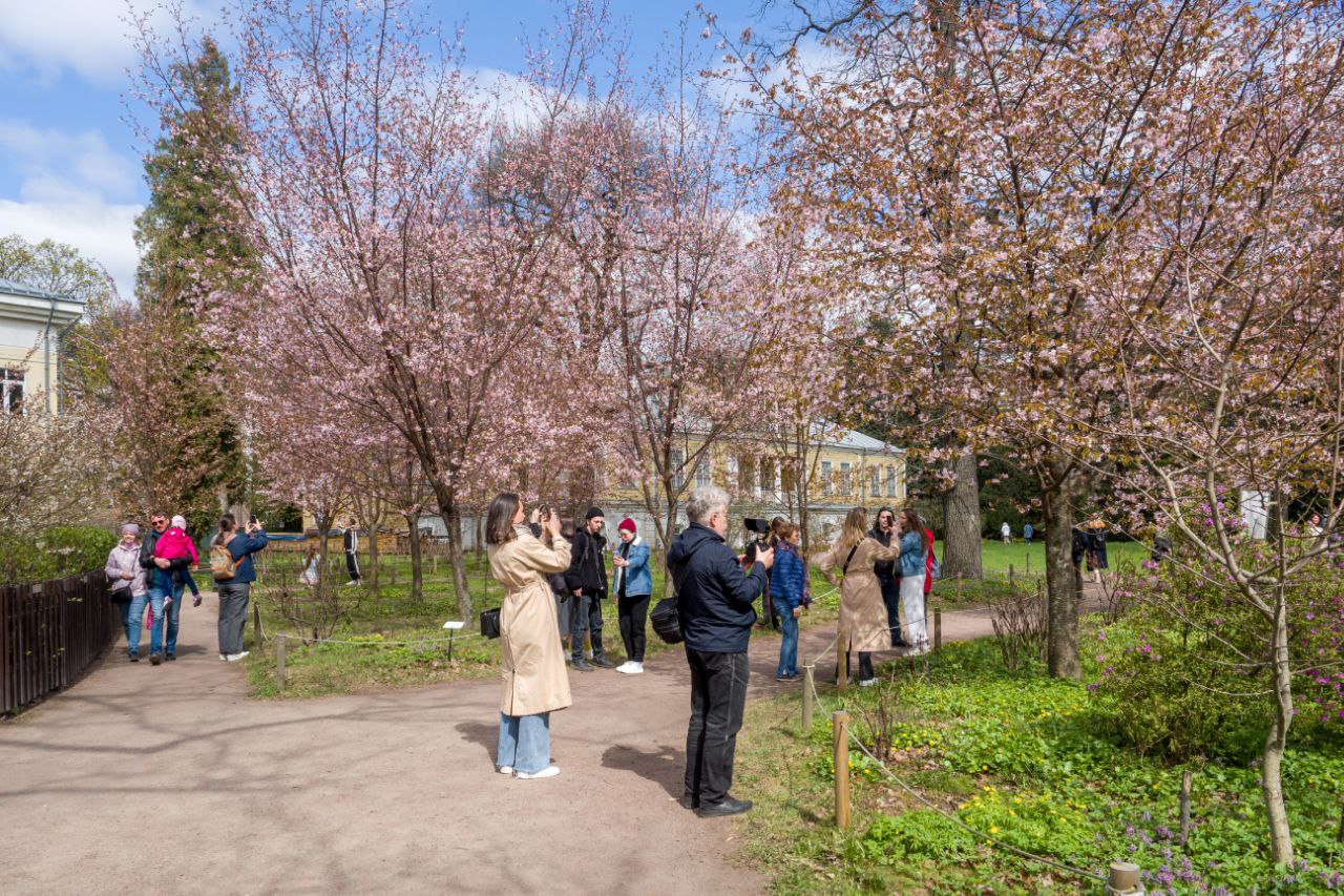 Петербуржцы выстроились в длинную очередь, чтобы полюбоваться цветением  сакуры в Ботаническом саду | Вечёрка