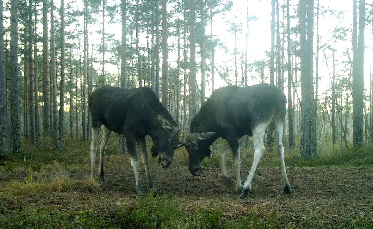 Молодые лоси с маленькими рогами впервые сцепились в лесу Всеволожского  района — видео | Вечёрка