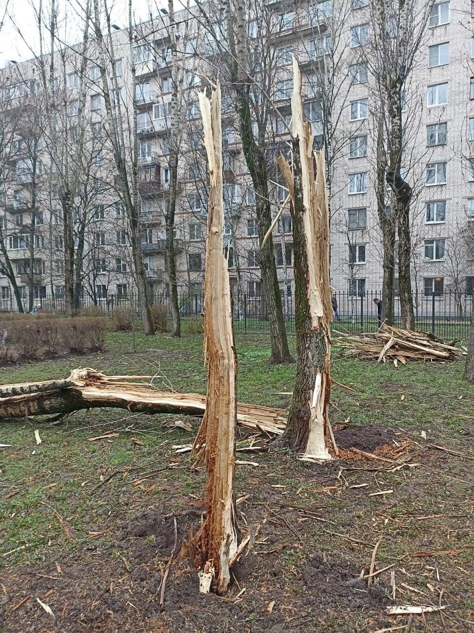 Молния ударила в дерево на территории детского сада в Петербурге. Видео