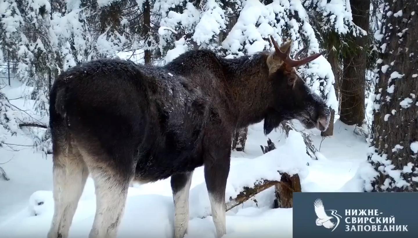 Лось в Нижне-Свирском заповеднике лакомился солью