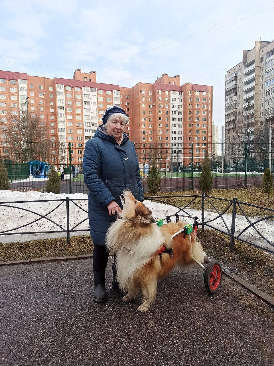 В Петербурге пес без задних лапок пришел на избирательный участок вместе с  хозяйкой