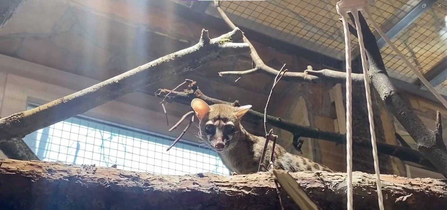 Петербуржцам показали видео с генеттами Алисой и Гордоном из Ленинградского  зоопарка | Вечёрка