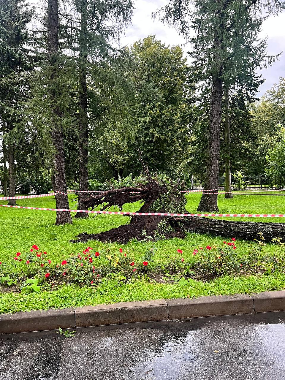 Прокуратура Петербурга опубликовала видео падения дерева на Крестовском  острове | Вечёрка