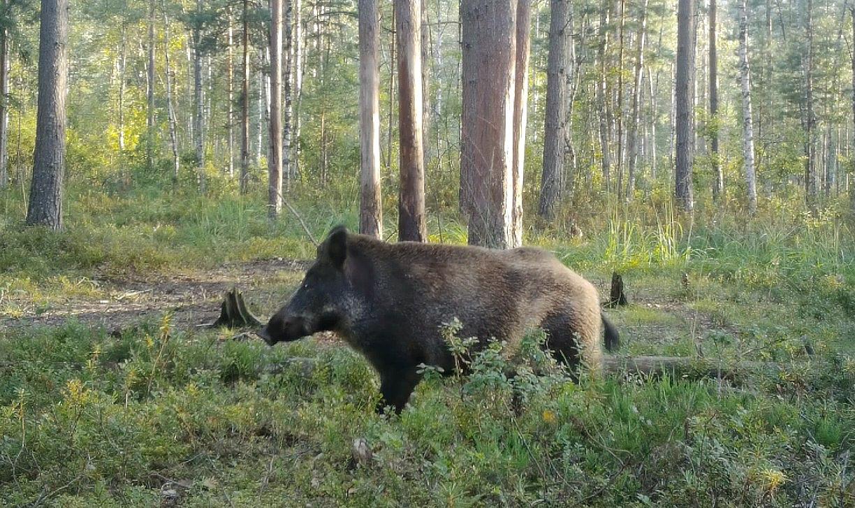 Одинокий кабан прогулялся по волчьей тропе в лесу Ленобласти | Вечёрка